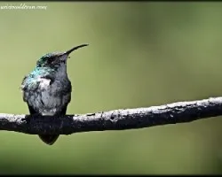 Archilochus colubris