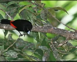 Ramphocelus passerinii