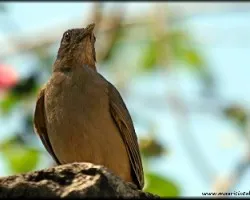Turdus grayi
