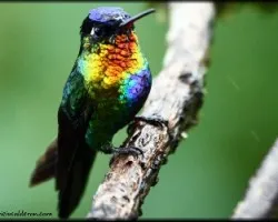 Panterpe insignis