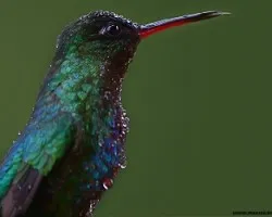 Eugenes fulgens