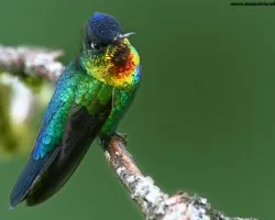 Panterpe insignis