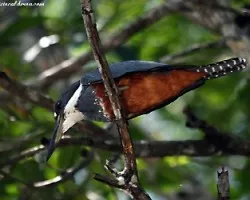 Ceryle torquata