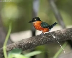 Chloroceryle aenea