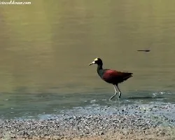 Jacana spinosa