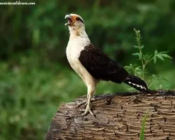 Milvago chimachima