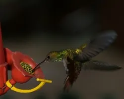 Amazilia tzacatl