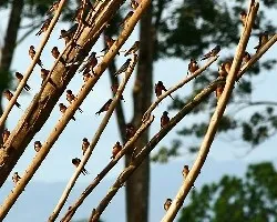 Hirundo rustica
