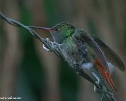 Amazilia tzacatl 