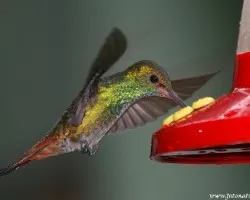 Amazilia tzacatl 