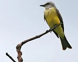 Tyrannus melancholicus