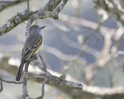 Elaenia flavogaster