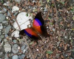 Marpesia iole