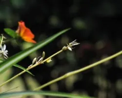 Peque