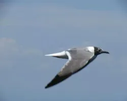 Una amiga en pleno vuelo