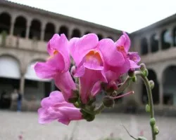 Una Flor!!