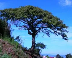 Un sobreviviente se rehusa a desaparecer