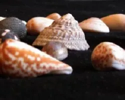 Frutos del Mar