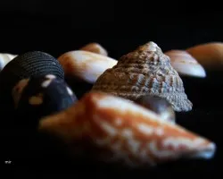 Frutos del Mar
