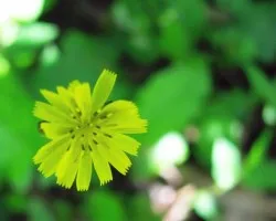 Florecilla amarilla