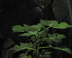 Higoberto ba?ado por la luz de la luna