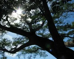 De la tierra al sol