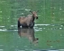 Reflejo
