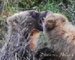 Osos peleando