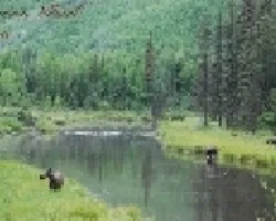 Paisaje Alces