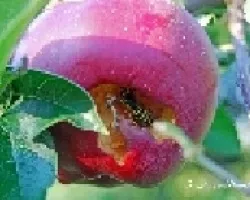 Manzana y avispa
