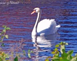 Cisnes