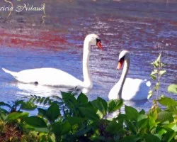 Cisnes