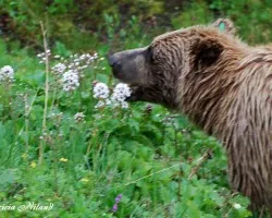 Oso