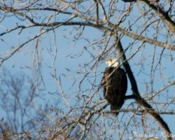 Aguila