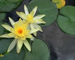 Nen