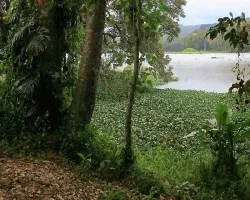 Detalle de un lago