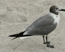 Un turista