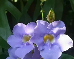 De lilas