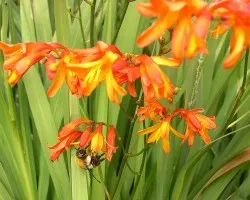 Abeja Turrialbe?a