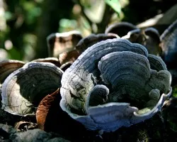 Tema desconocido