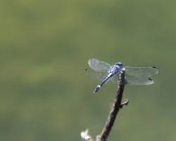 Libélula azul