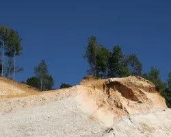 Es duro crecer sobre una roca