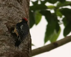 El carpintero con gorro de cardenal