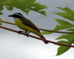 Inicio de la impaciencia