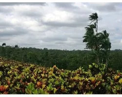 Colores de La Tigra