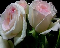 Feliz d?a de San Valent?n