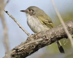 Hemitriccus margaritaceiventer
