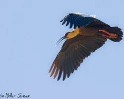 Theristicus caudatus (Black-necked Ibis)