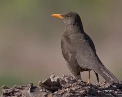 Zorzal Chiguanco (Chiguanco Thrush)