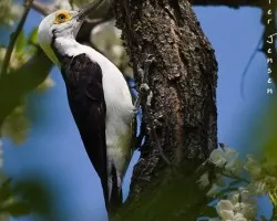 Carpintero Blanco